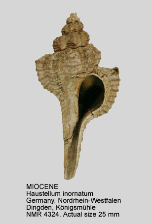 MIOCENE Haustellum inornatum.jpg - MIOCENEHaustellum inornatum(Beyrich,1854)